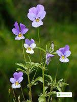 Attēlu rezultāti vaicājumam “Viola uliginosa flower”