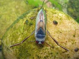 Attēlu rezultāti vaicājumam “Notonecta glauca”