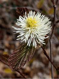 Attēlu rezultāti vaicājumam “Fothergilla major”