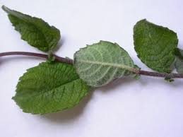 Attēlu rezultāti vaicājumam “Salix aurita bud”