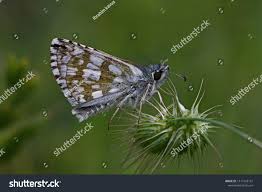 Attēlu rezultāti vaicājumam “Pyrgus serratulae”