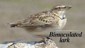 Image result for Melanocorypha bimaculata