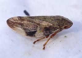 Attēlu rezultāti vaicājumam “Aphrophora alni”