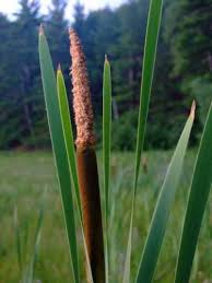 Attēlu rezultāti vaicājumam “Typhaceae”