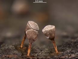 Attēlu rezultāti vaicājumam “Craterium leucocephalum macro”