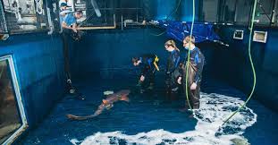 Image result for St. Albans Snorkelling Club (SASC)