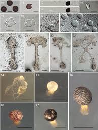 Attēlu rezultāti vaicājumam “Badhamia melanospora stalked”