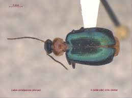 Attēlu rezultāti vaicājumam “Lebia chlorocephala”