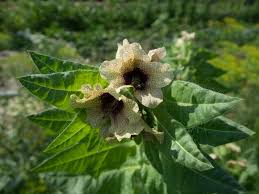 Attēlu rezultāti vaicājumam “Hyoscyamus niger flower”