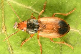 Attēlu rezultāti vaicājumam “Diachromus germanus”