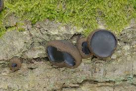 Attēlu rezultāti vaicājumam “Bulgaria inquinans”