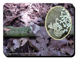 Attēlu rezultāti vaicājumam “Didymium annulisporum”