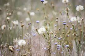 Attēlu rezultāti vaicājumam “Jasione montana flower”