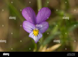 Attēlu rezultāti vaicājumam “Viola tricolor subsp. curtisii bud”