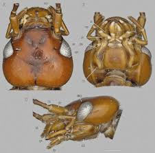 Attēlu rezultāti vaicājumam “Forficula auricularia”