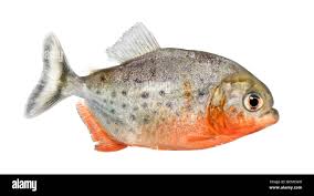 Image result for Prestatyn Piranhas