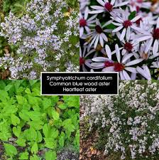 Attēlu rezultāti vaicājumam “Comatricha ellae stalked”