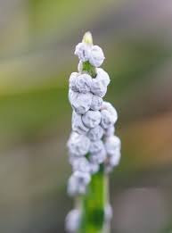 Attēlu rezultāti vaicājumam “Badhamia foliicola”