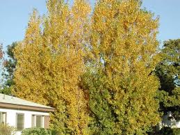 Attēlu rezultāti vaicājumam “Populus nigra Italica leaf”