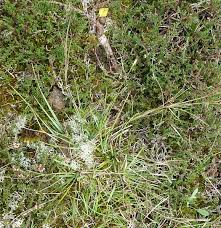 Attēlu rezultāti vaicājumam “Danthonia decumbens fruit”