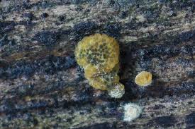 Attēlu rezultāti vaicājumam “Reticularia jurana macro”