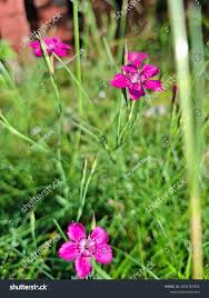 Attēlu rezultāti vaicājumam “Dianthus deltoides”