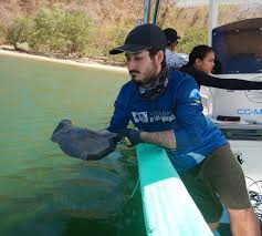 Image result for Styracura pacifica