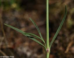 Attēlu rezultāti vaicājumam “Gypsophila fastigiata bud”