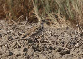 Image result for Melanocorypha bimaculata