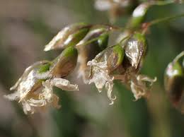 Attēlu rezultāti vaicājumam “Hierochloe odorata flower”