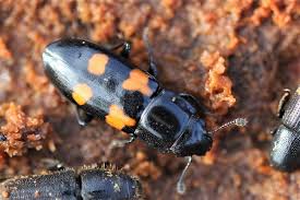 Attēlu rezultāti vaicājumam “Glischrochilus quadripunctatus”
