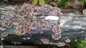 Attēlu rezultāti vaicājumam “Trametes versicolor”