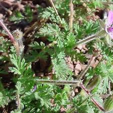 Attēlu rezultāti vaicājumam “Erodium cicutarium fruit”