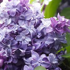 Image result for flieder