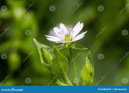 Attēlu rezultāti vaicājumam “Myosoton aquaticum flower”