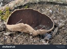 Attēlu rezultāti vaicājumam “Disciotis venosa”