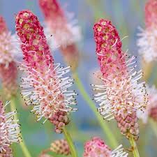 Image result for Sanguisorba officinalis