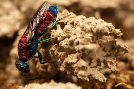 Attēlu rezultāti vaicājumam “Mutilla europaea”