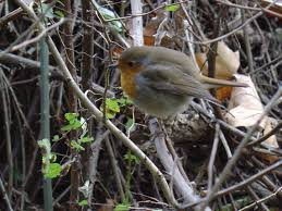 Attēlu rezultāti vaicājumam “Erithacus rubecula nest”