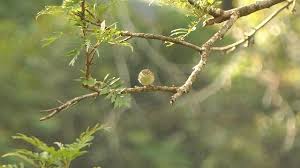 Attēlu rezultāti vaicājumam “Phylloscopus trochiloides adult”