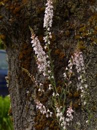 Image result for Linaria purpurea