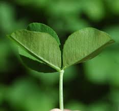Attēlu rezultāti vaicājumam “Trifolium repens leaf”