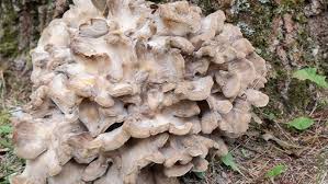 Attēlu rezultāti vaicājumam “Grifola frondosa”