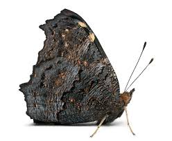 Attēlu rezultāti vaicājumam “Nymphalis xanthomelas underside”