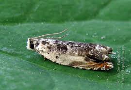 Attēlu rezultāti vaicājumam “Ancylis laetana”