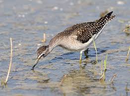 Attēlu rezultāti vaicājumam “Tringa glareola”