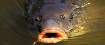 Image result for vissen