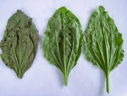 Attēlu rezultāti vaicājumam “Plantago major leaf”