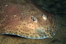 Image result for Raja polystigma