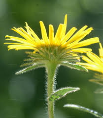 Image result for Inula hirta